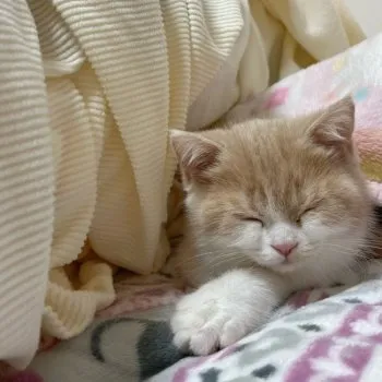 A.M 様のお迎えした子猫