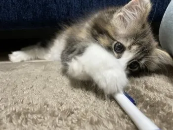 ぴの 様のお迎えした子猫