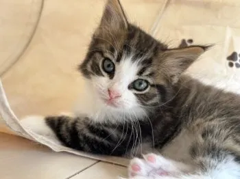 シュウ 様のお迎えした子猫