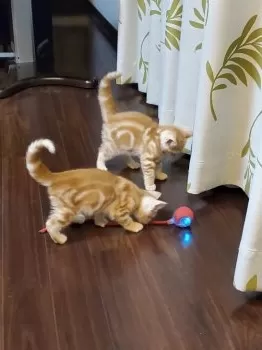タックアタック 様のお迎えした子猫