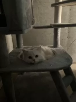 A.H 様のお迎えした子猫