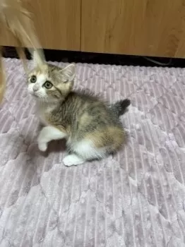 クー 様のお迎えした子猫