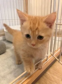 K.H 様のお迎えした子猫