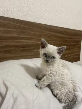 I.K 様のお迎えした子猫
