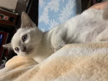 るりこ 様のお迎えした子猫