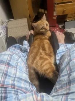 パンダ 様のお迎えした子猫