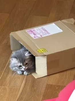 むに 様のお迎えした子猫