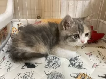 S.A 様のお迎えした子猫