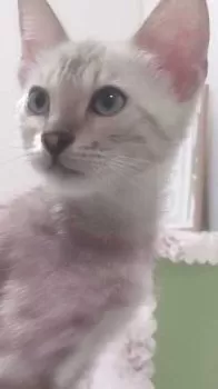 エリカ 様のお迎えした子猫