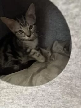 うな 様のお迎えした子猫