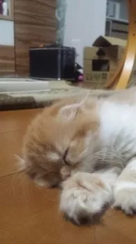 まろん 様のお迎えした子猫