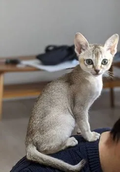 しょうやん 様のお迎えした子猫