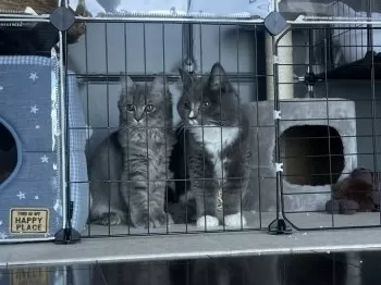 みつは 様のお迎えした子猫