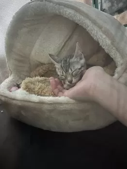 M.K 様のお迎えした子猫