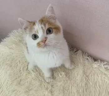bikke4 様のお迎えした子猫