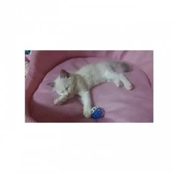 ジル♡ 様のお迎えした子猫