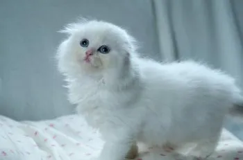 パールちゃんパパ 様のお迎えした子猫