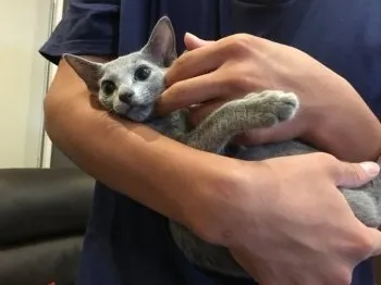 ぴーちゃん 様のお迎えした子猫