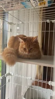 Y.T 様のお迎えした子猫