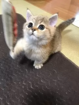 Ｉ.K 様のお迎えした子猫