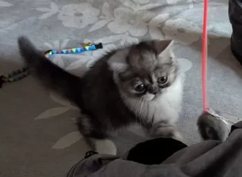 みぽりん 様のお迎えした子猫