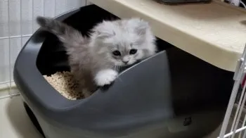 フーカの主人 様のお迎えした子猫