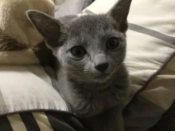 TETORA 様のお迎えした子猫