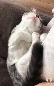 むぎパパママ 様のお迎えした子猫