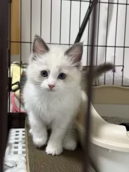 Y.Ｉ 様のお迎えした子猫