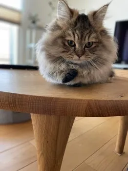 こはる 様のお迎えした子猫