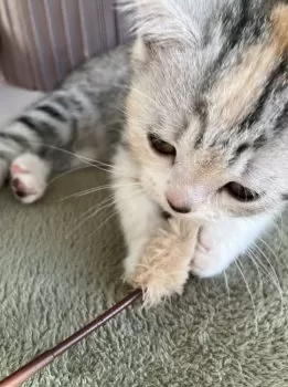 M.A 様のお迎えした子猫