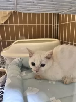 K.K 様のお迎えした子猫