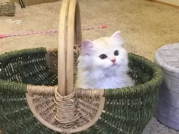 Y.Ｉ 様のお迎えした子猫