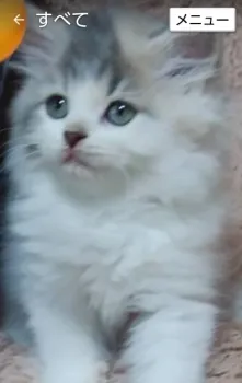 あさ 様のお迎えした子猫