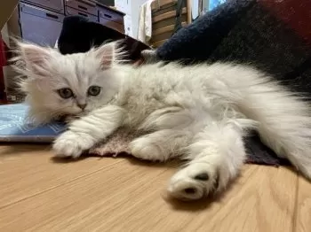K.S 様のお迎えした子猫