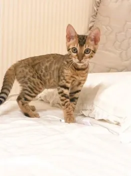 えももん 様のお迎えした子猫