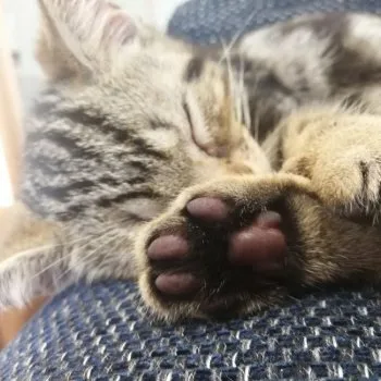 たこやき 様のお迎えした子猫