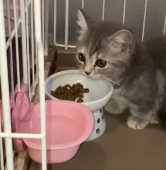 シュガー 様のお迎えした子猫