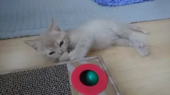 Mackey 様のお迎えした子猫