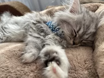 M.H 様のお迎えした子猫