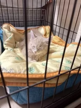 K 様のお迎えした子猫