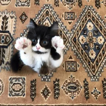 K.N 様のお迎えした子猫