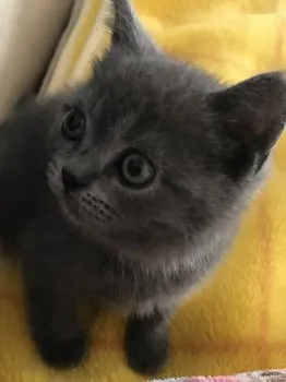 kona 様のお迎えした子猫