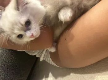 あーや 様のお迎えした子猫