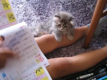 だこたの育ての母 様のお迎えした子猫