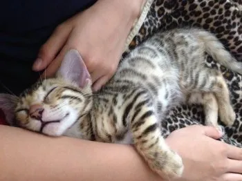 サファイア 様のお迎えした子猫