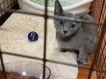 likable 様のお迎えした子猫