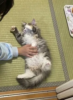 H.M 様のお迎えした子猫