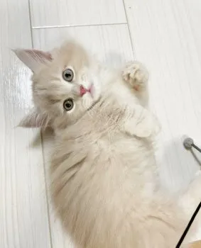 ern 様のお迎えした子猫