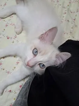 KS&NS 様のお迎えした子猫